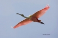 Roseate-Spoonbill;Spoonbill;Breeding-Plumage;Flight;Flying-bird;One-animal;Close